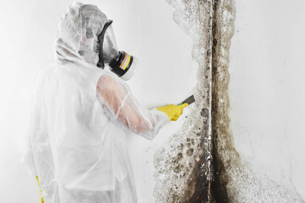 Best Home Mold Removal  in Bellevue, WI