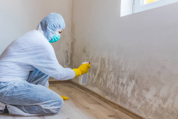 Best Toxic Mold Removal  in Bellevue, WI