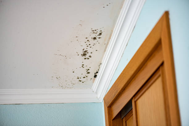 Professional Mold Removal in Bellevue, WI