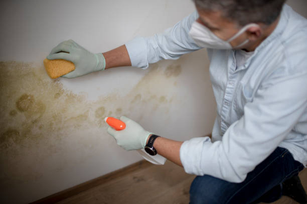 Best Affordable Mold Removal  in Bellevue, WI