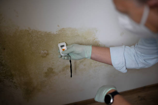 Best Black Mold Removal  in Bellevue, WI