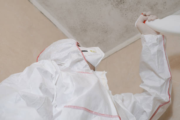 Best Toxic Mold Removal  in Bellevue, WI