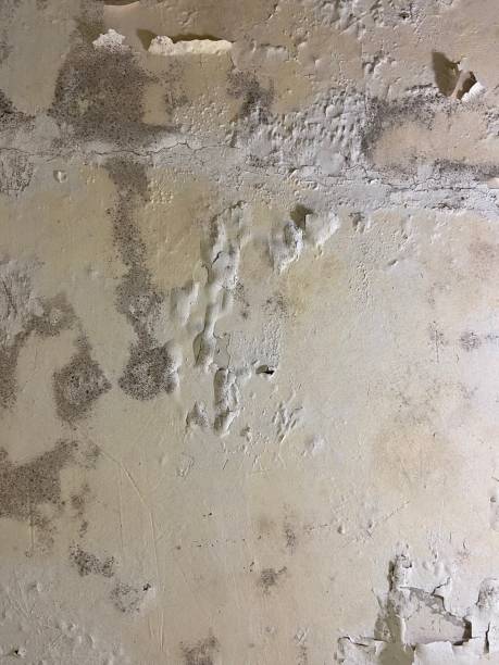 Best Mold Removal Near Me  in Bellevue, WI
