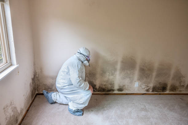 Best Mold Removal Near Me  in Bellevue, WI