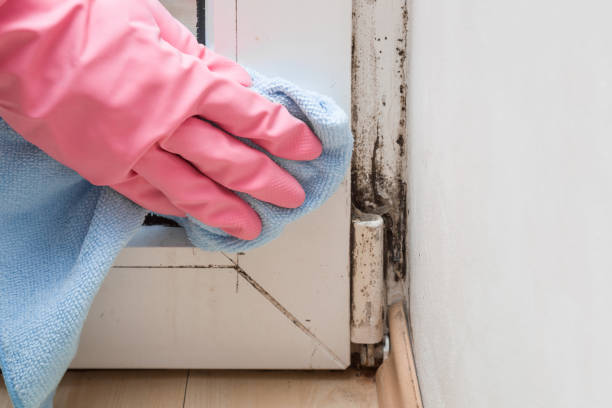 Best Commercial Mold Removal  in Bellevue, WI