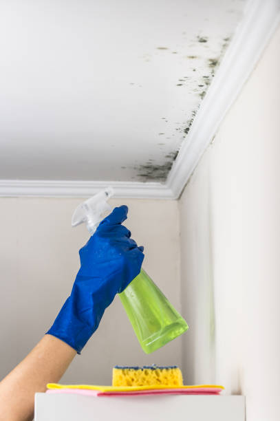 Best Mold Remediation  in Bellevue, WI