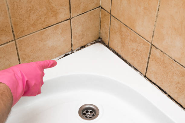 Best Fast Mold Removal  in Bellevue, WI