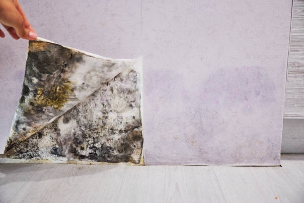 Crawl Space Mold Removal in Bellevue, WI